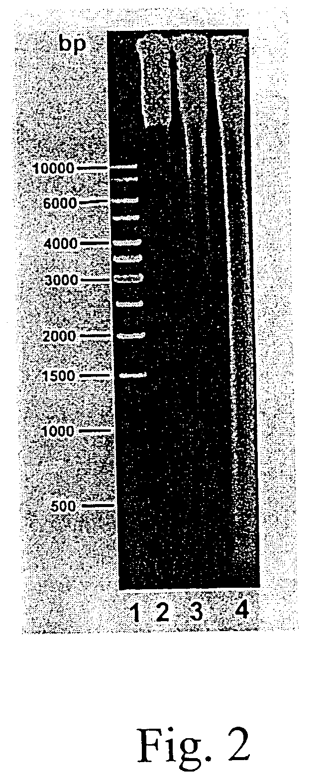 Regulation of apoptosis in aquatic organisms by aquabirnavirus