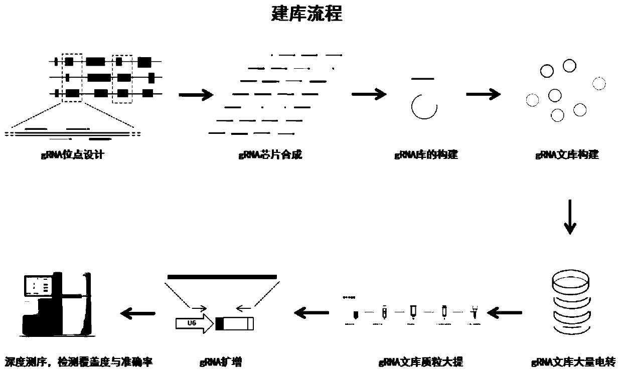 Bombyx mori whole genome knockout vector library based on CRISPR/Cas9 system and construction method