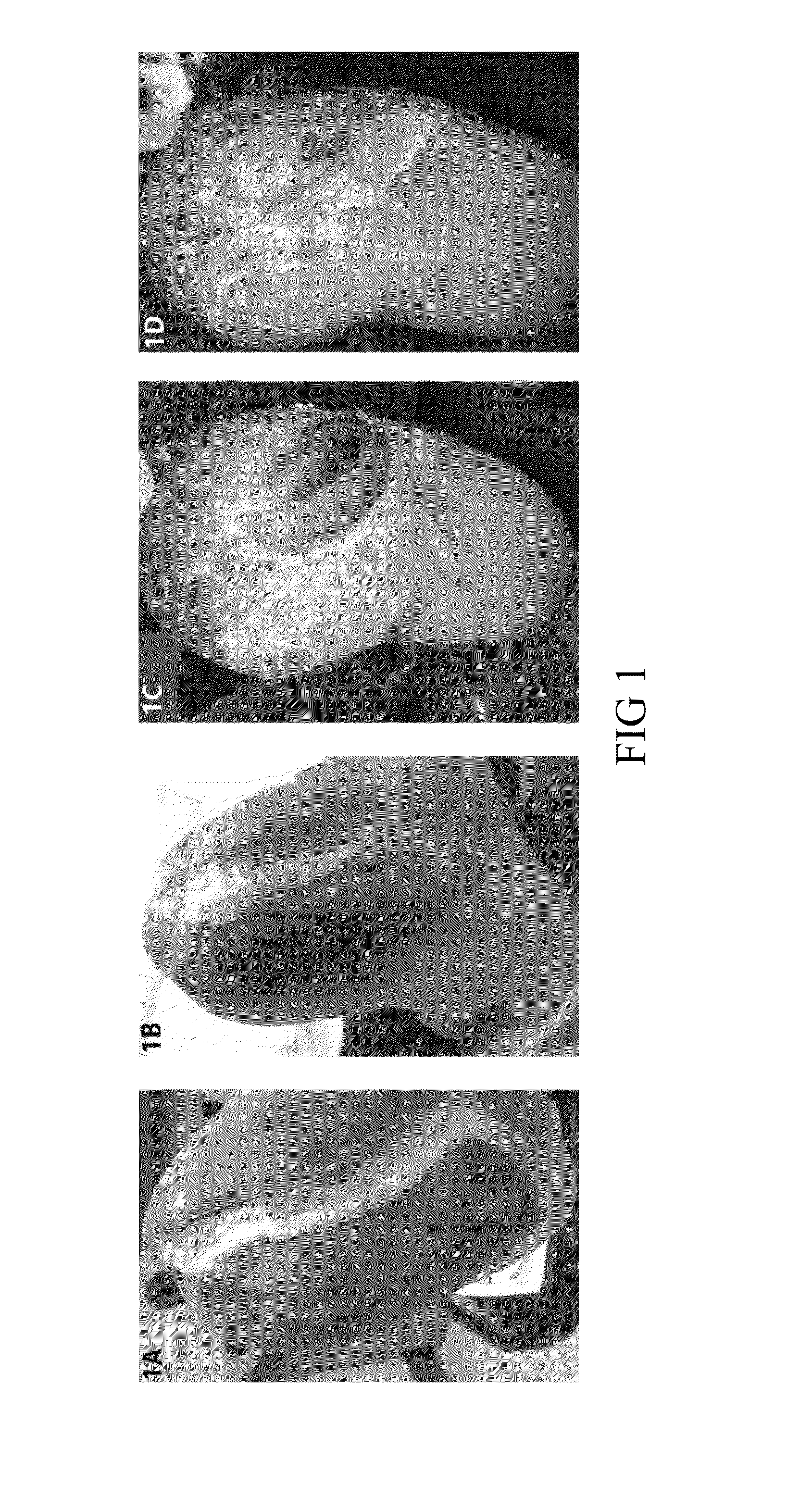 Wound Healing Compositions Involving Medicinal Honey, Mineral ions, and Methylglyoxal, and Methods of Use