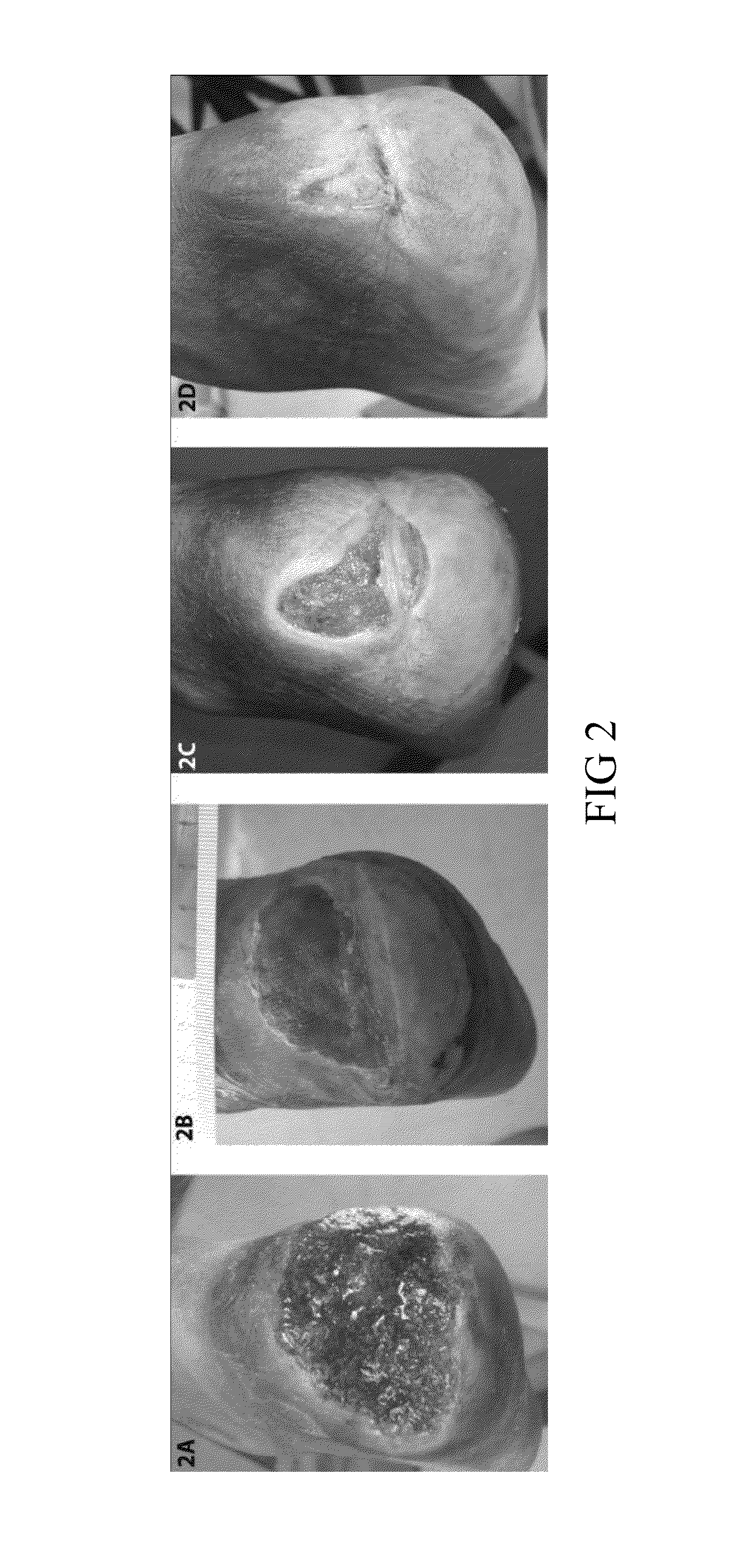 Wound Healing Compositions Involving Medicinal Honey, Mineral ions, and Methylglyoxal, and Methods of Use