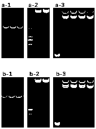 Construction method and application of recombinant porcine reproductive and respiratory syndrome virus capable of expressing African swine fever virus p12 or p17 proteins