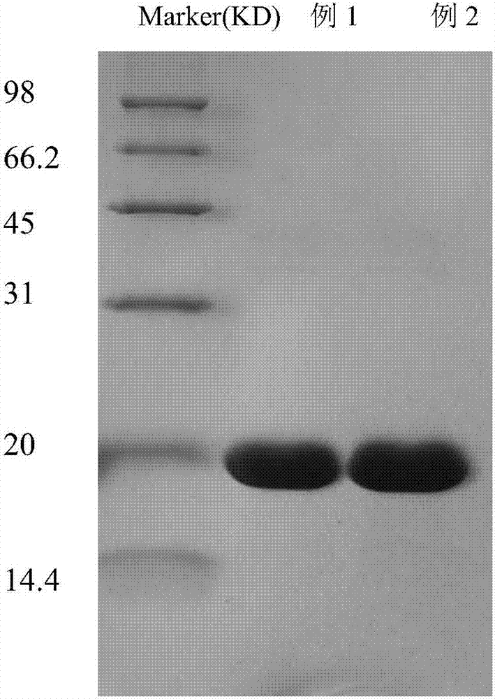 Method of separating and purifying recombinant stphylococcl protein A