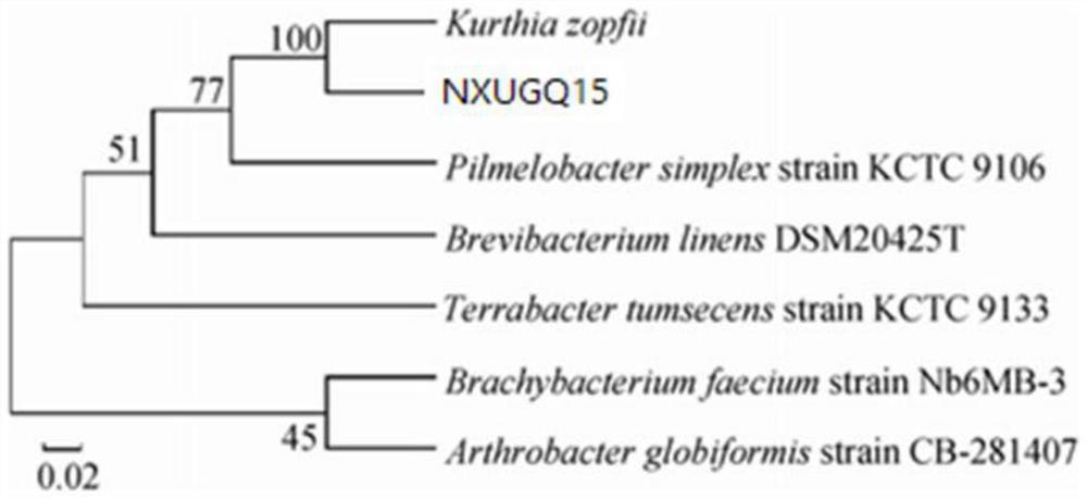 A method for improving the aroma of fermented wolfberry wine