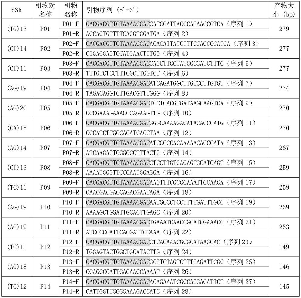 High-polymorphism single-copy microsatellite site combination and related primer combination for phoebe zhennan producing area tracing