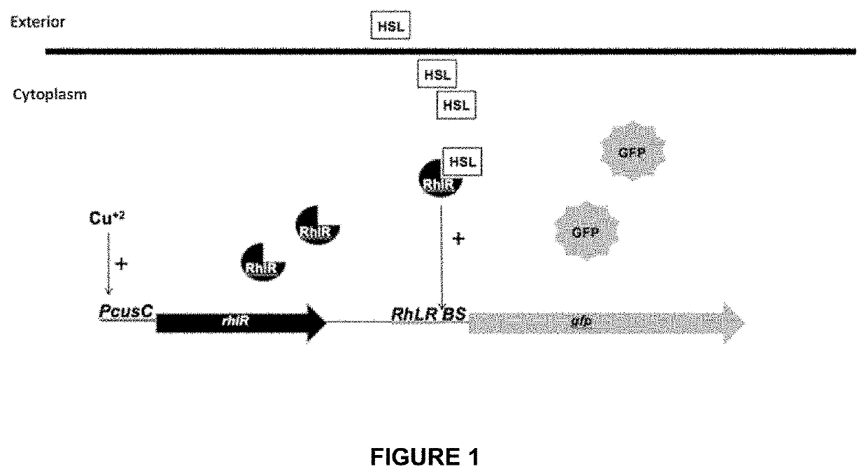 Gene construct and biosensor for the rapid detection of ahl molecules and the pathogenic bacteria that produce same