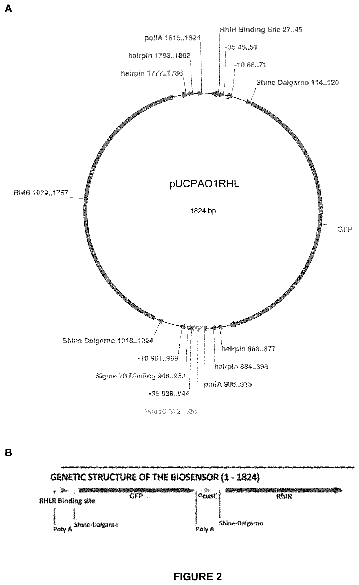 Gene construct and biosensor for the rapid detection of ahl molecules and the pathogenic bacteria that produce same