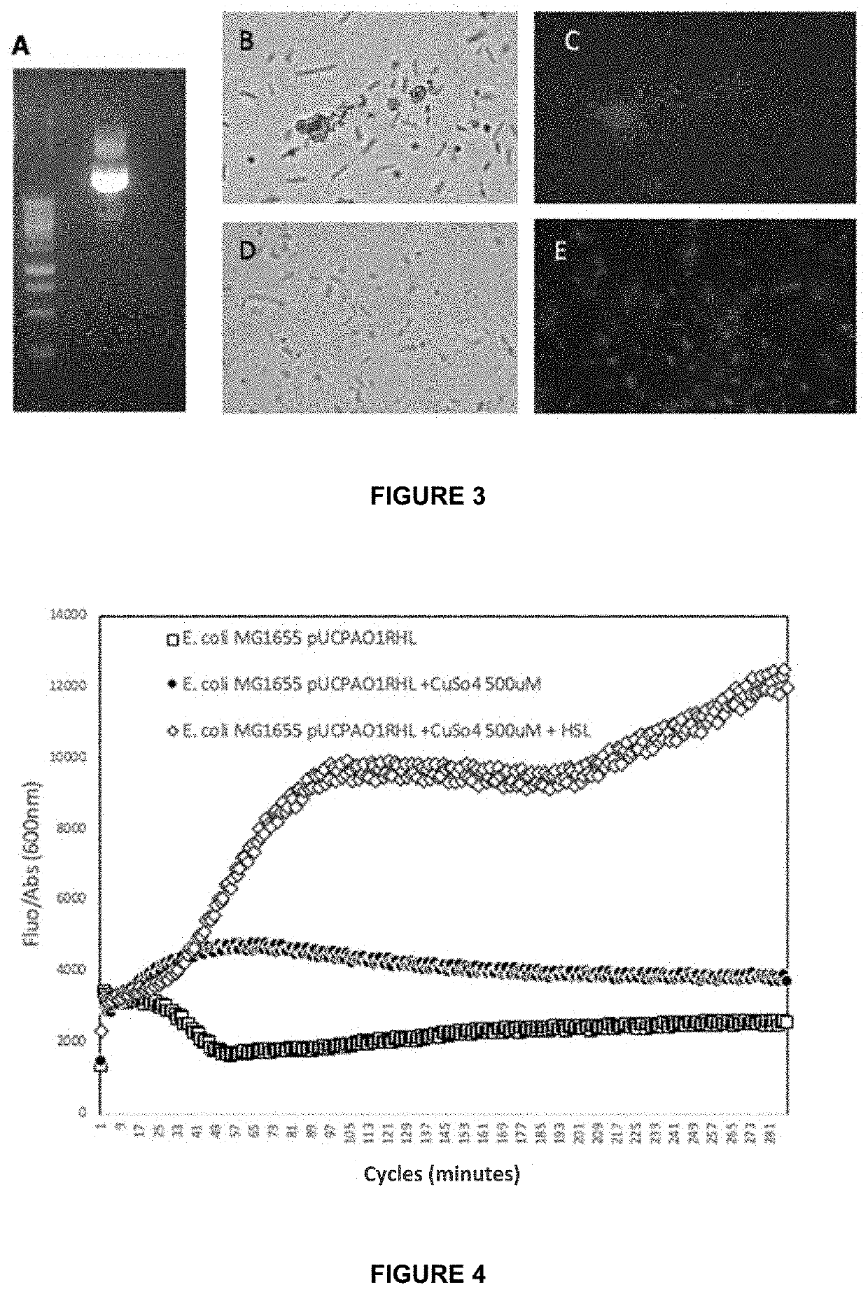 Gene construct and biosensor for the rapid detection of ahl molecules and the pathogenic bacteria that produce same