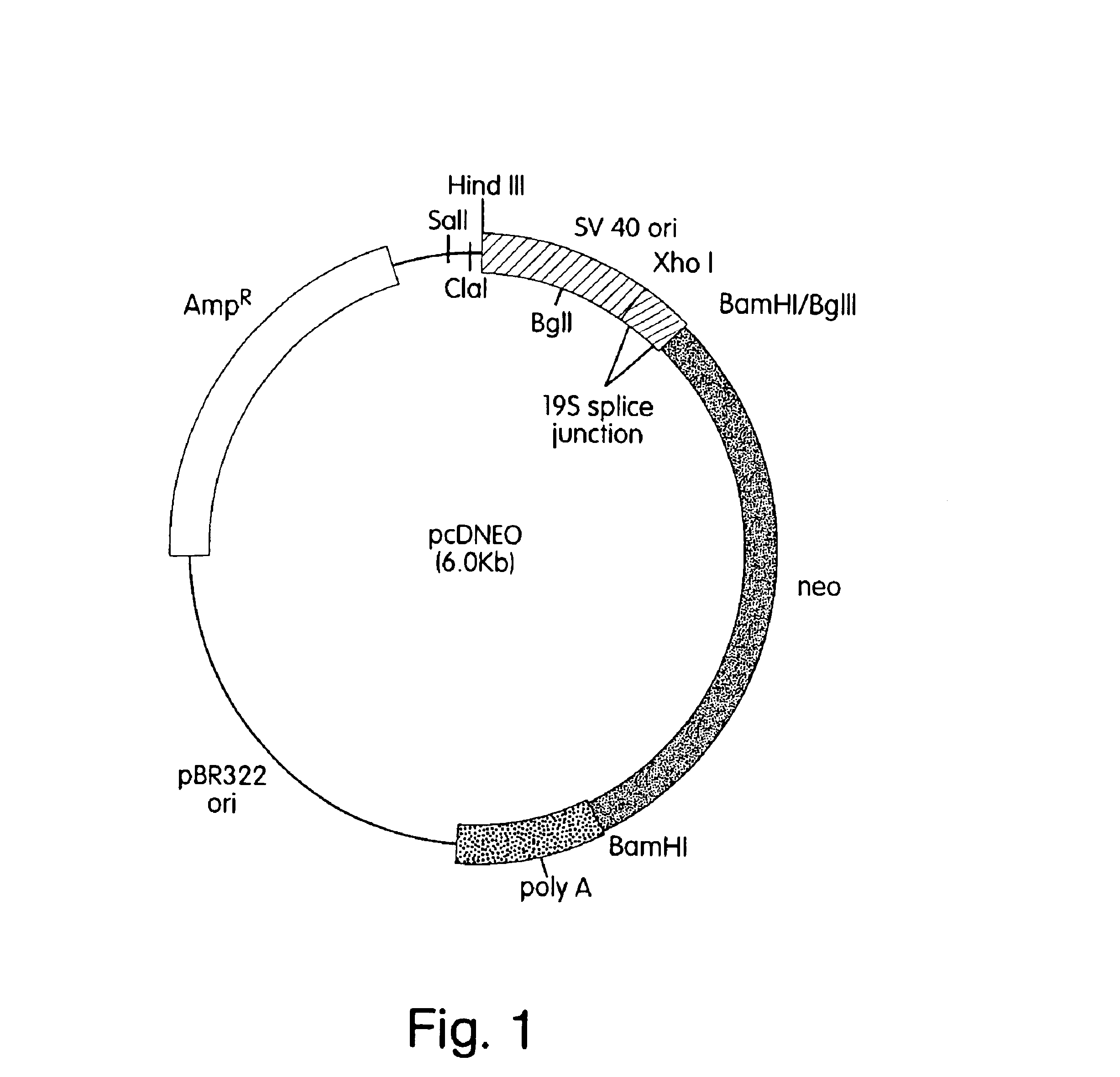 In Vivo production and delivery of erythropoietin or insulinotropin for gene therapy