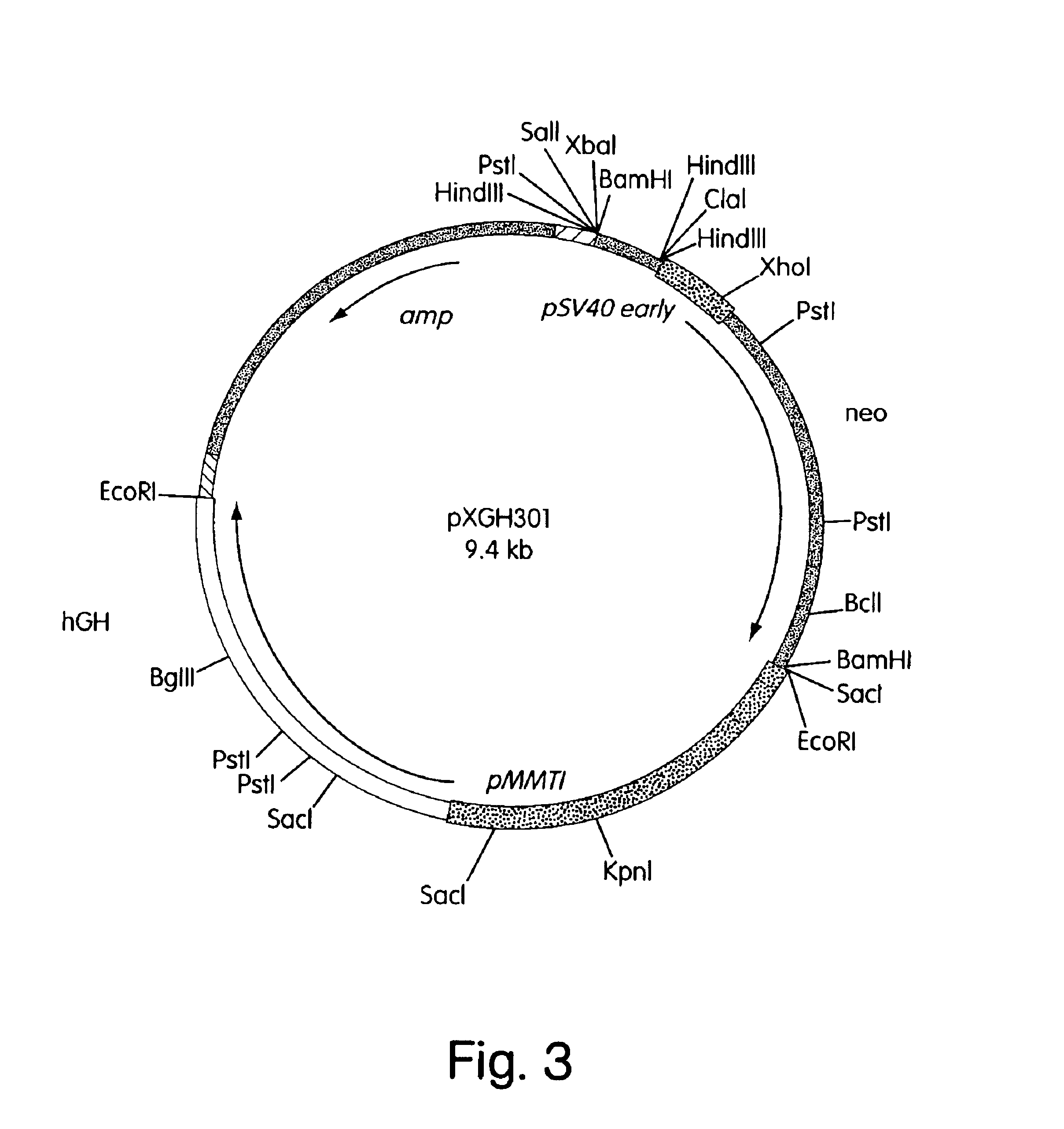 In Vivo production and delivery of erythropoietin or insulinotropin for gene therapy