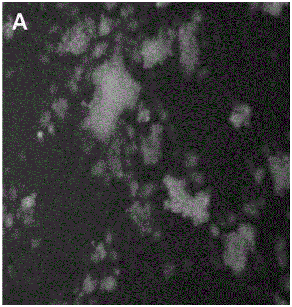 Fluorescence spectrophotometry for detecting grease content of living algae cells in real time