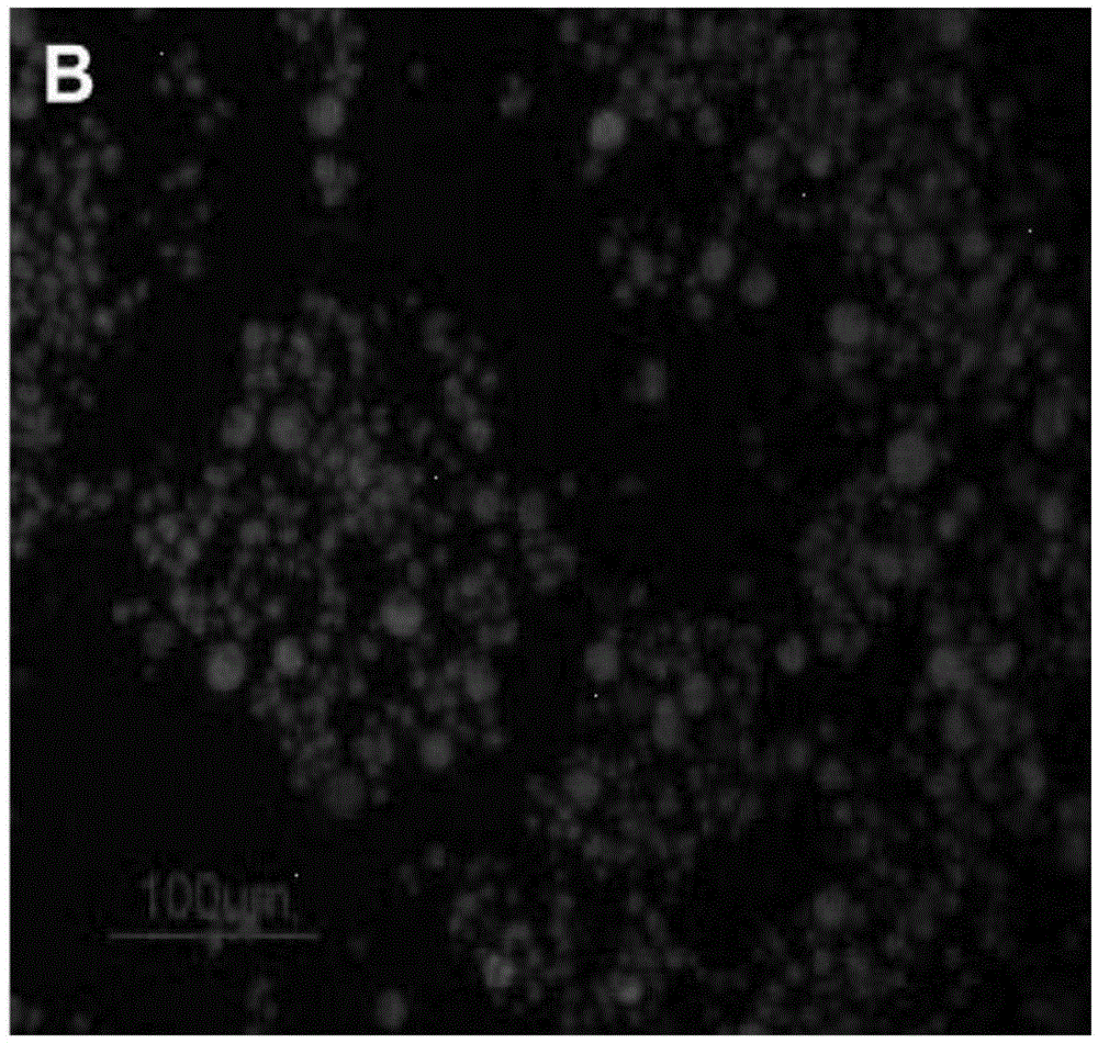 Fluorescence spectrophotometry for detecting grease content of living algae cells in real time