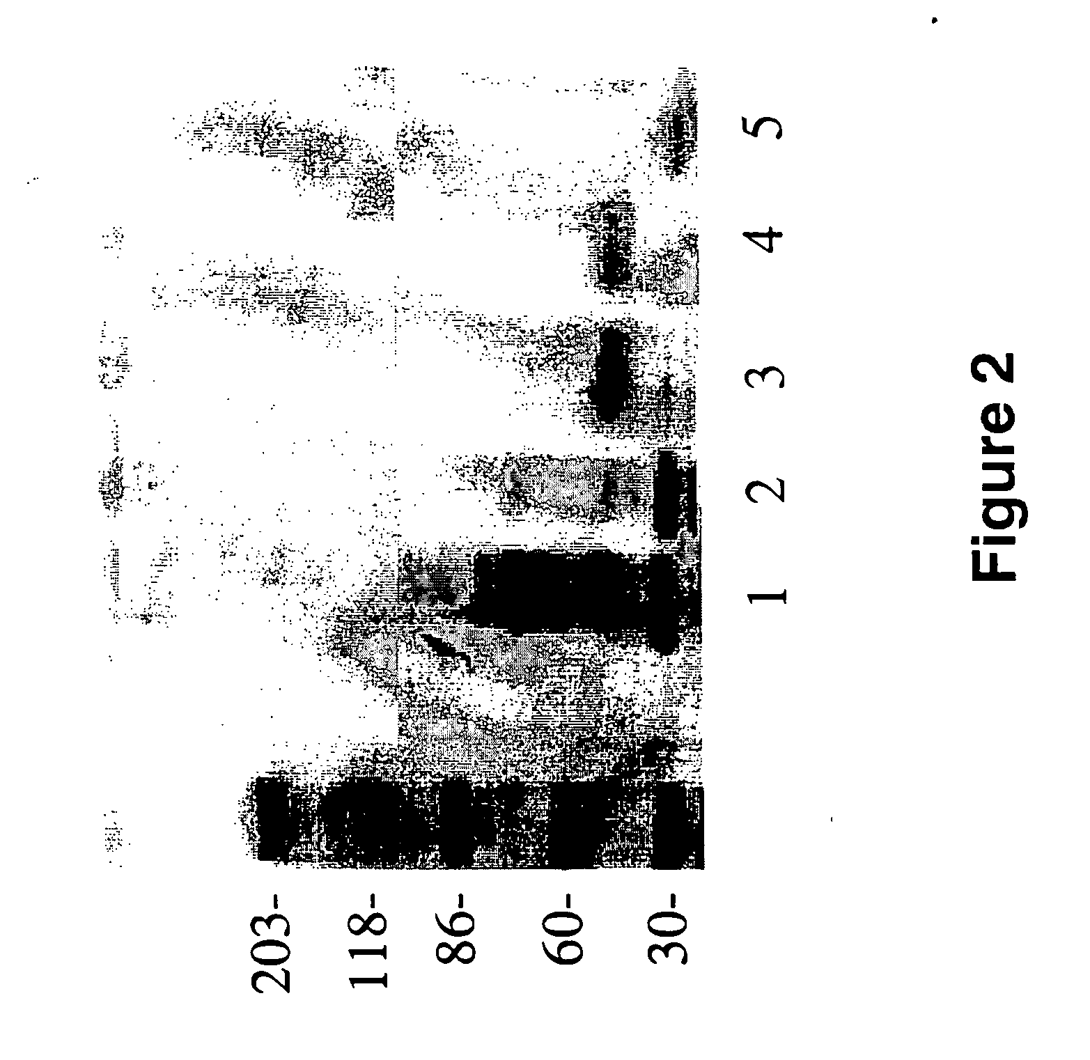 Peptides for the treatment of Alzheimer's disease and other beta-amyloid protein fibrillogenesis disorders