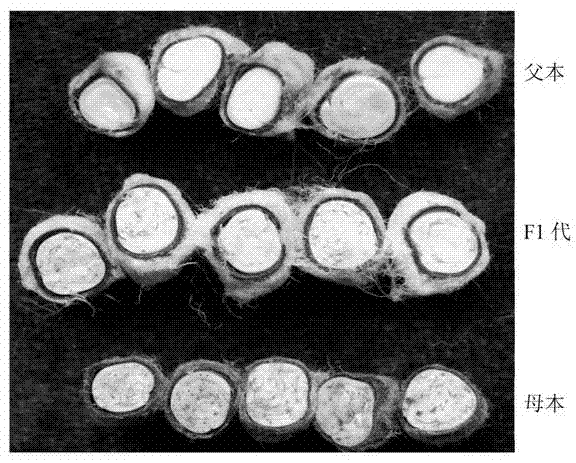 Method for identifying purity of pigment-gland-marked hybrid cotton seeds