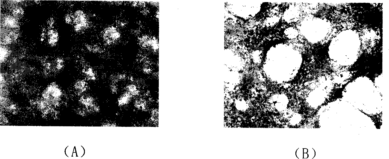 Large brill rhabdo virus toxic strain and its preparation method and application