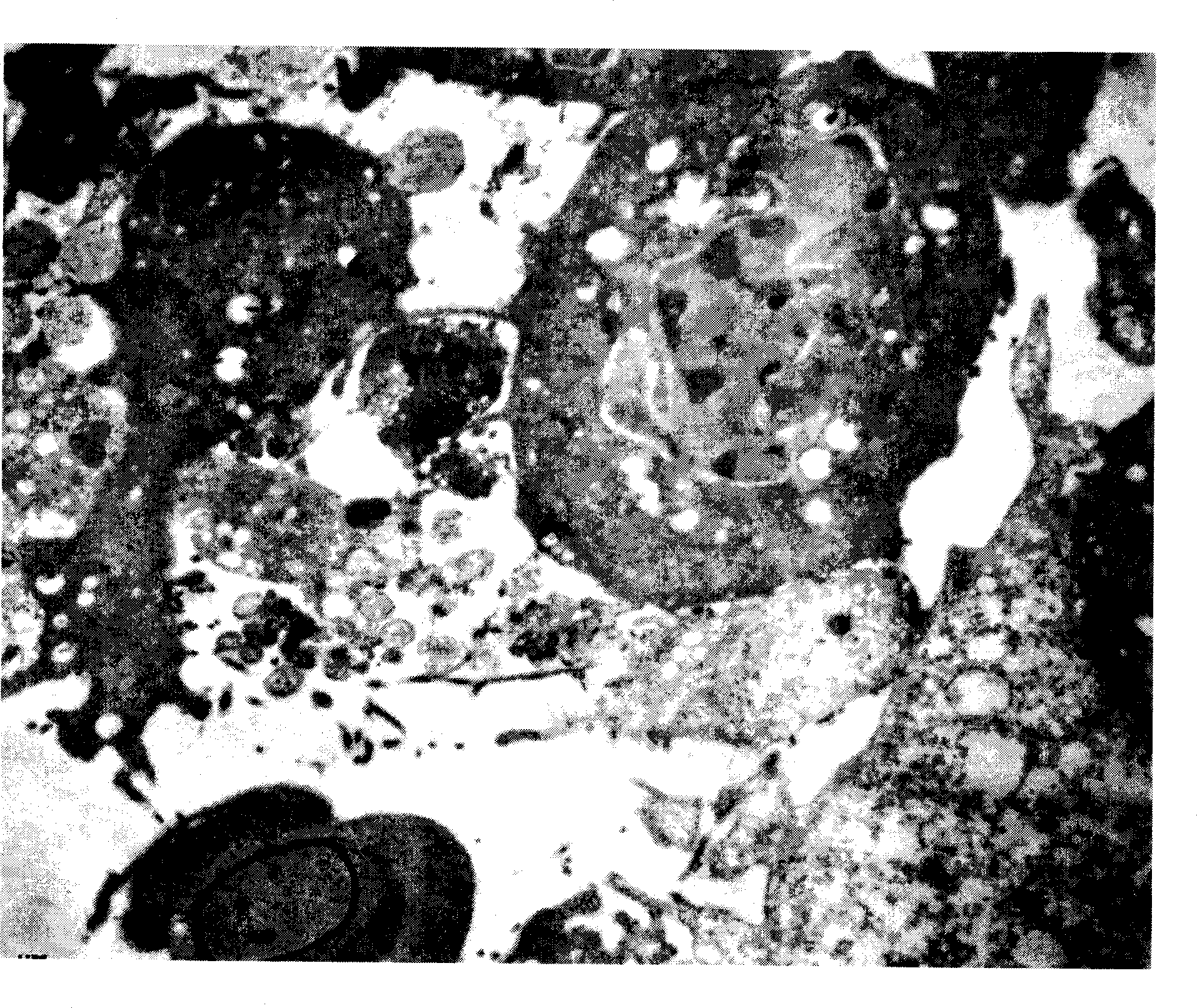 Large brill rhabdo virus toxic strain and its preparation method and application