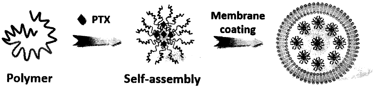 Macrophages membrane coated breast cancer targeted nanoparticles and preparation method thereof