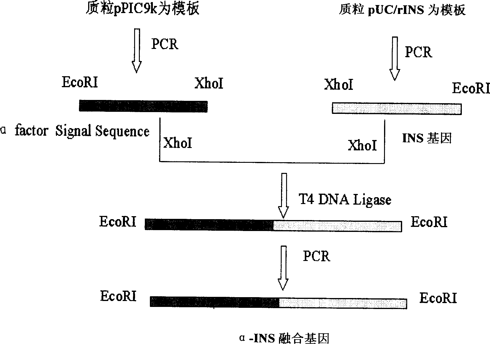 Method for producing recombined human proinsulin