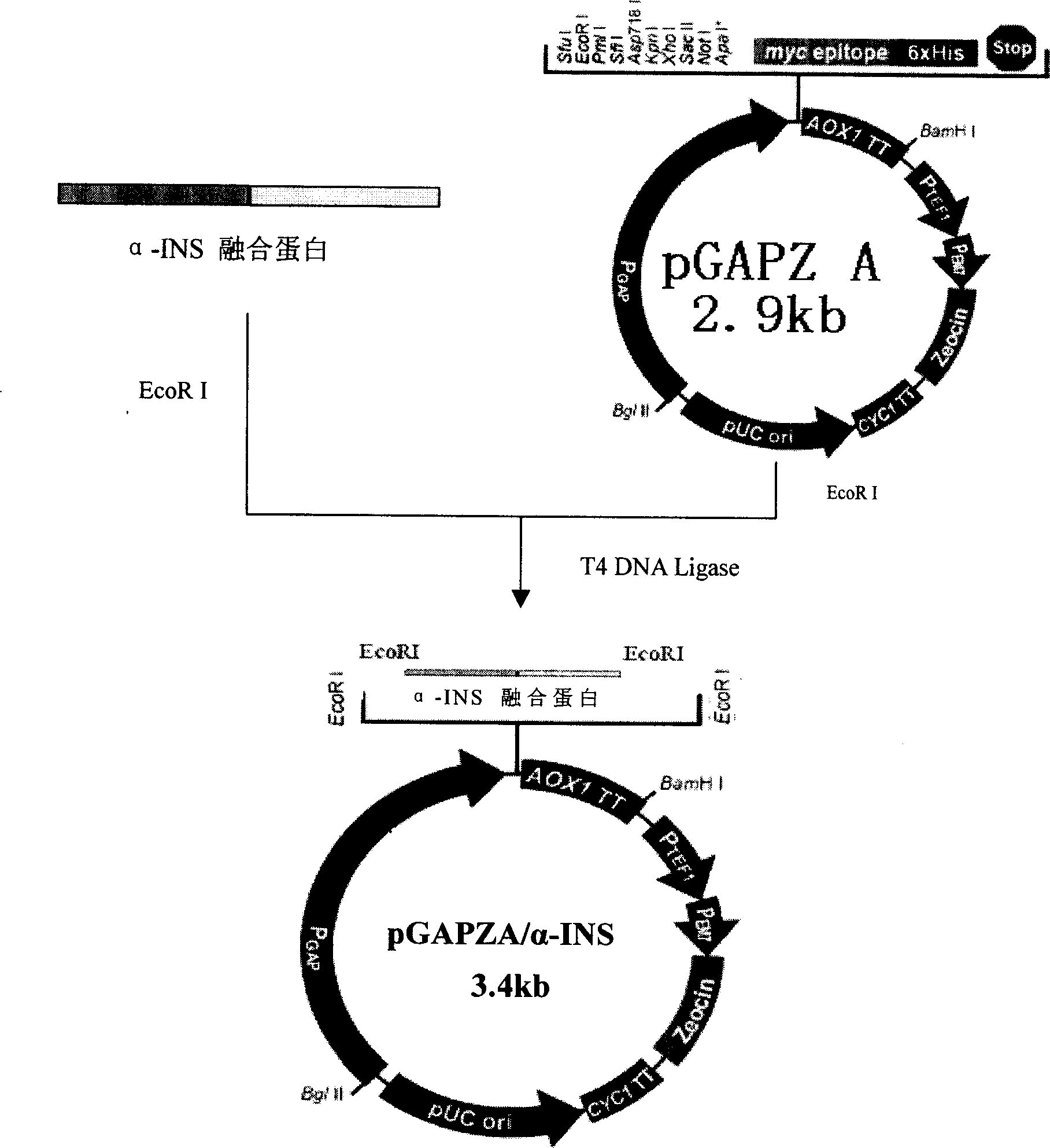 Method for producing recombined human proinsulin