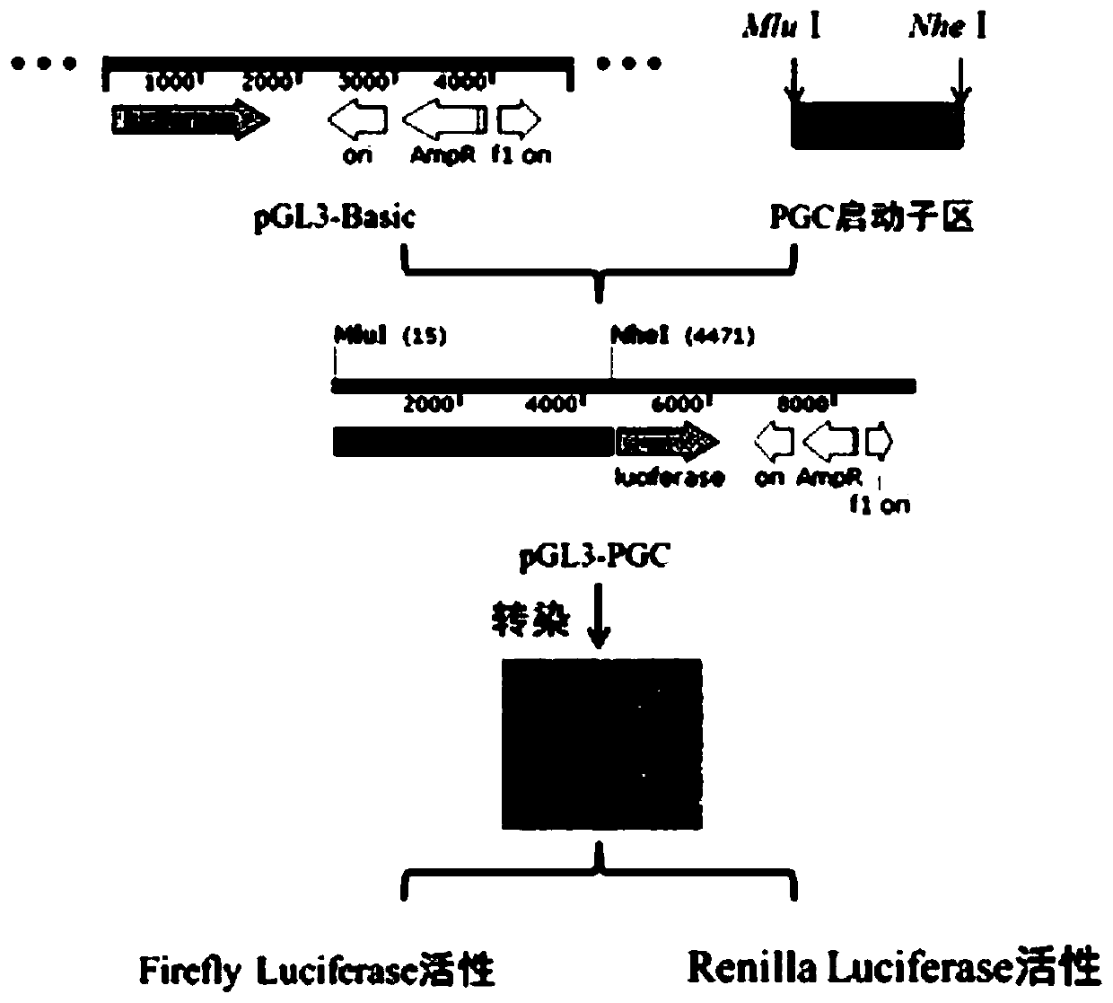 PGC promoter of porcine small intestinal epithelial cell expression and application thereof