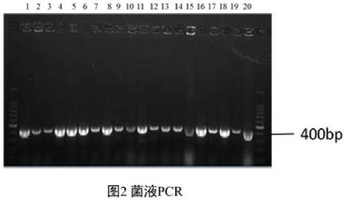 PGC promoter of porcine small intestinal epithelial cell expression and application thereof