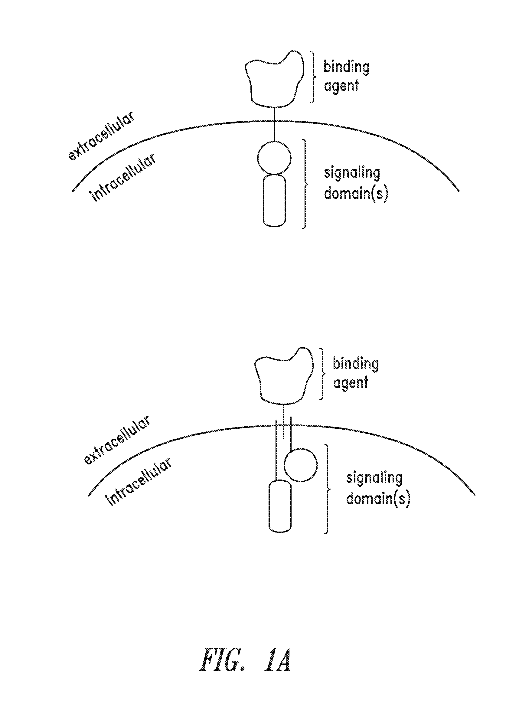 Multipartite signaling proteins and uses thereof