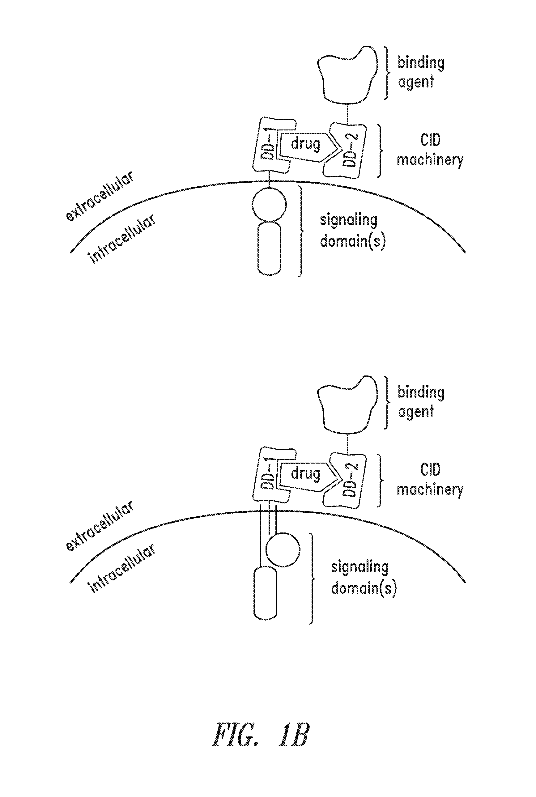 Multipartite signaling proteins and uses thereof