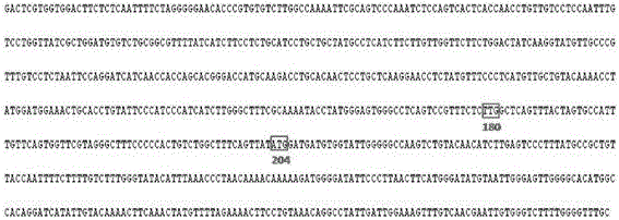 A kind of primer, method and kit for detecting hbv telbivudine resistance mutation