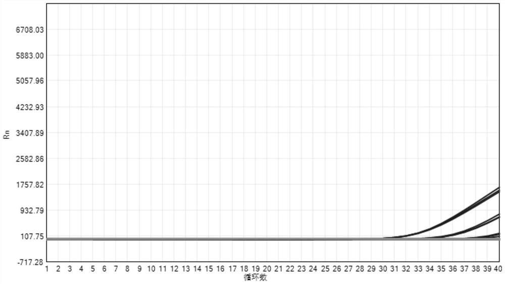 Multiplex PCR primer-probe group and kit for detecting pathogenic mucor