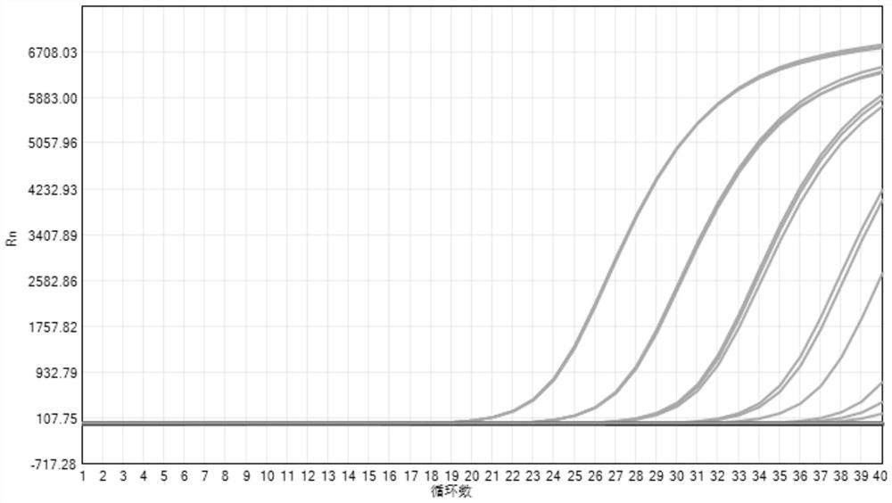 Multiplex PCR primer-probe group and kit for detecting pathogenic mucor