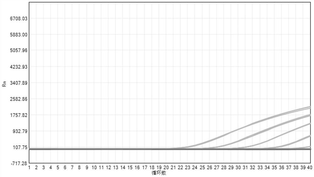 Multiplex PCR primer-probe group and kit for detecting pathogenic mucor