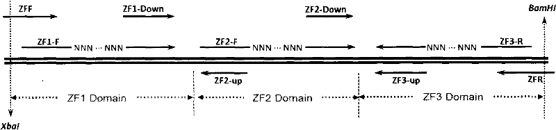 Open-source method for screening zinc finger proteins targeted combined with target sites of human DYRK1A gene