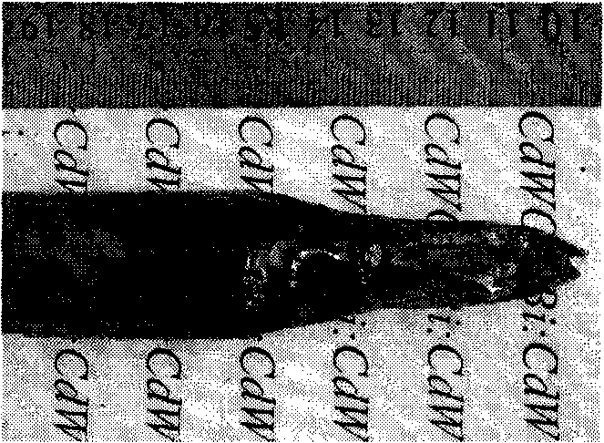 Cadmium tungstate crystal and preparation method thereof