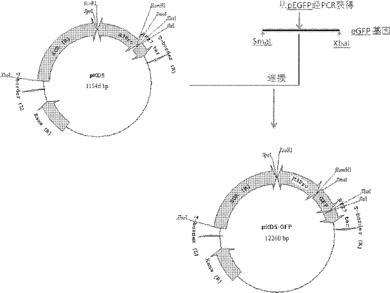 Filamentous fungi promoter and plasmid containing same