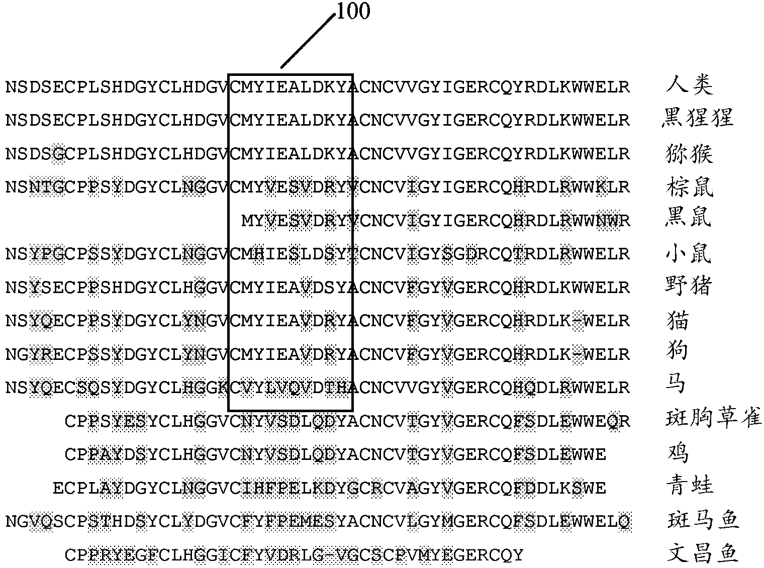 Recombinant proteins and their therapeutic uses