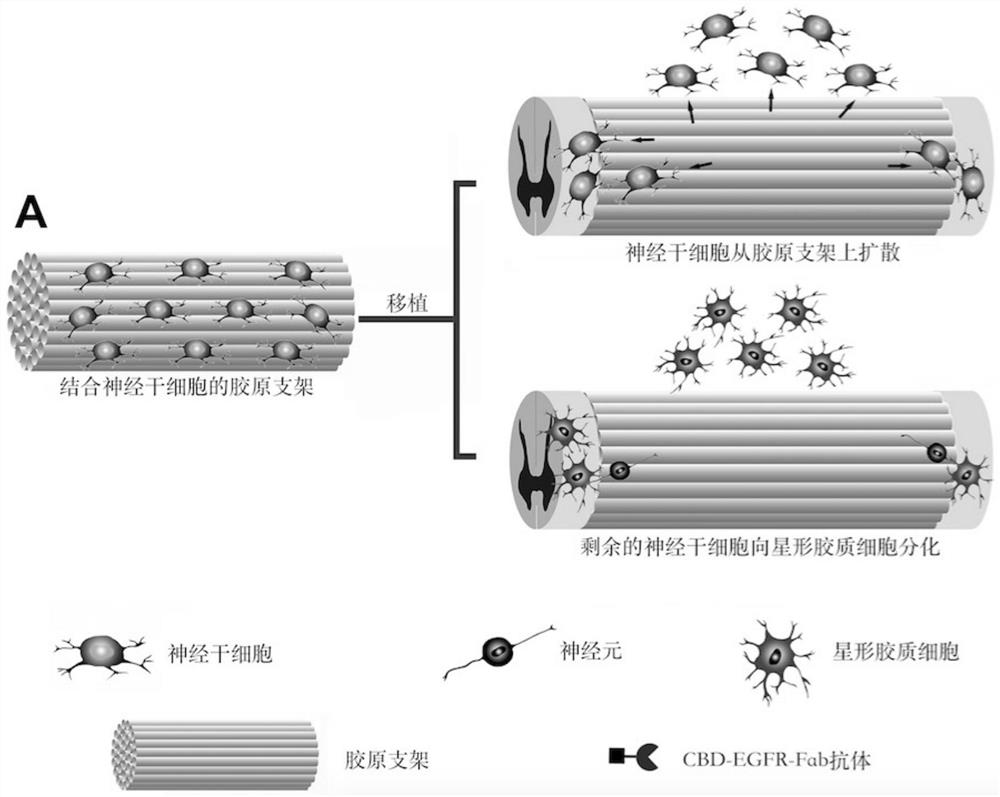 Bifunctional collagen scaffold material, its preparation method and its application in spinal cord injury repair