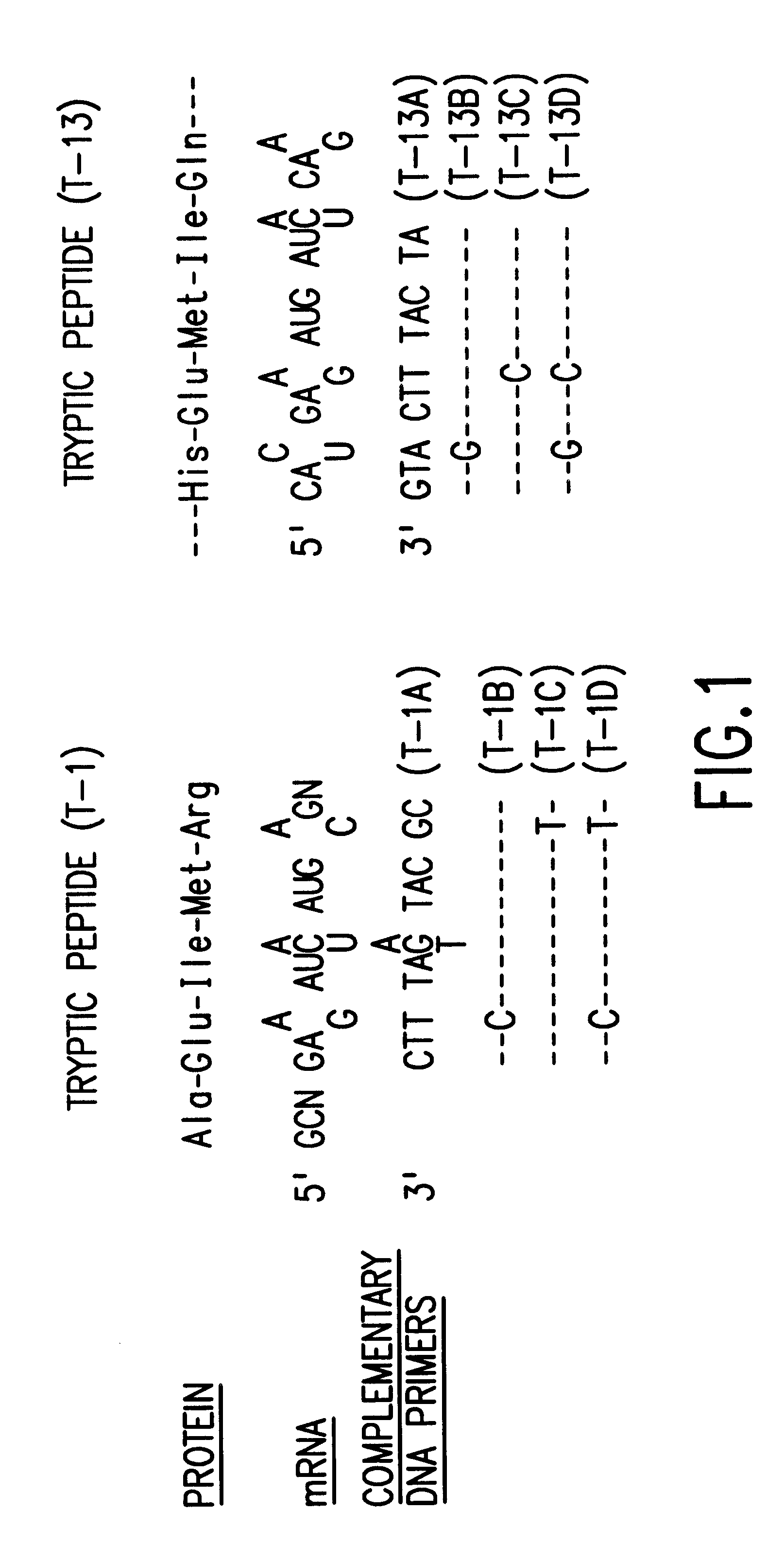 Microbial production of mature human leukocyte interferons