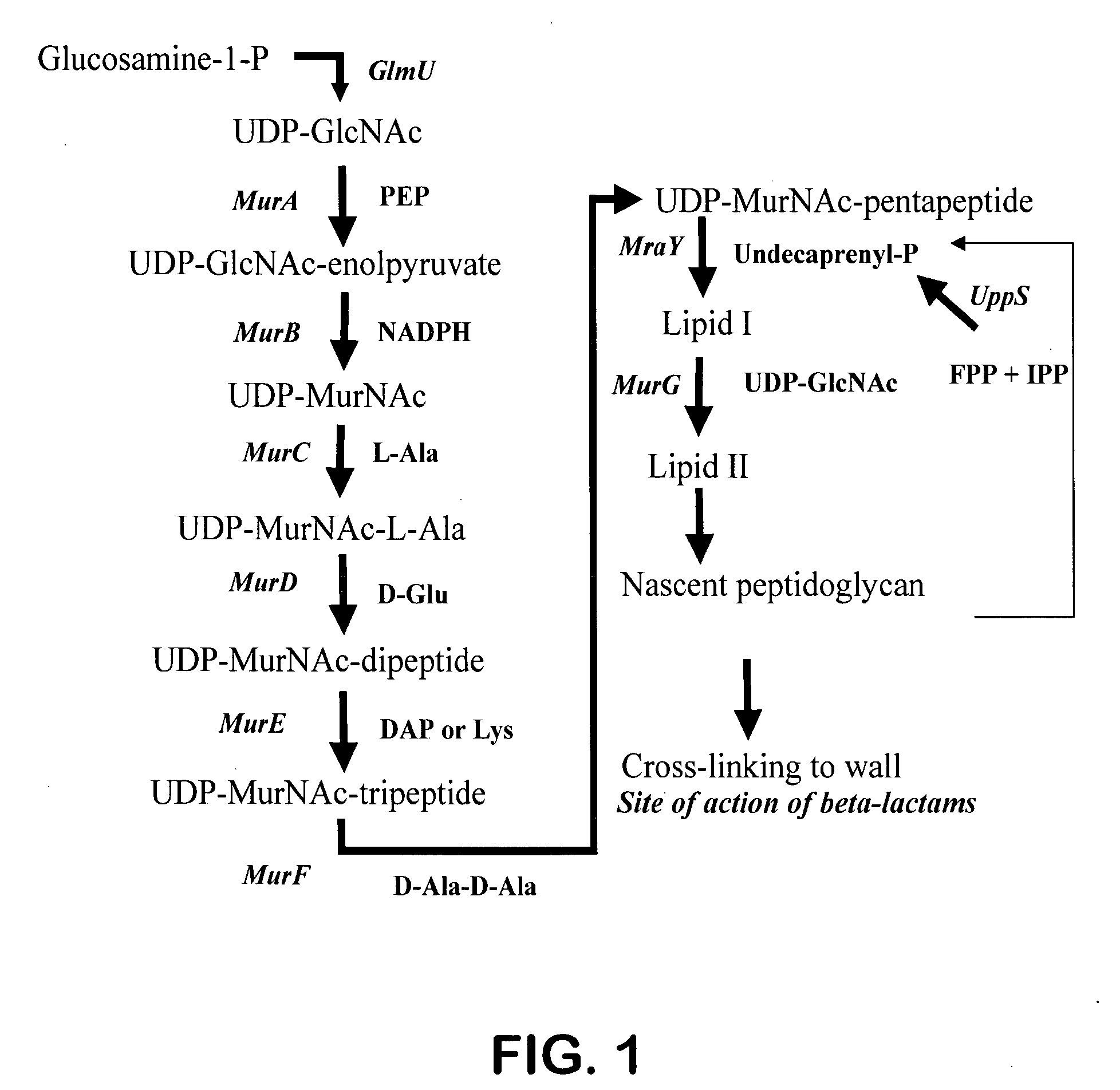 Method for identifying drug-sensitizing antisense DNA fragments and use thereof