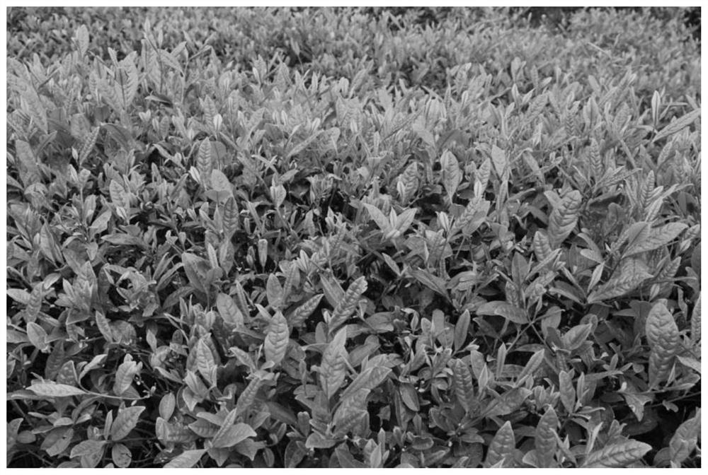 Special water-soluble foliar fertilizer for tea as well as preparation and application methods thereof