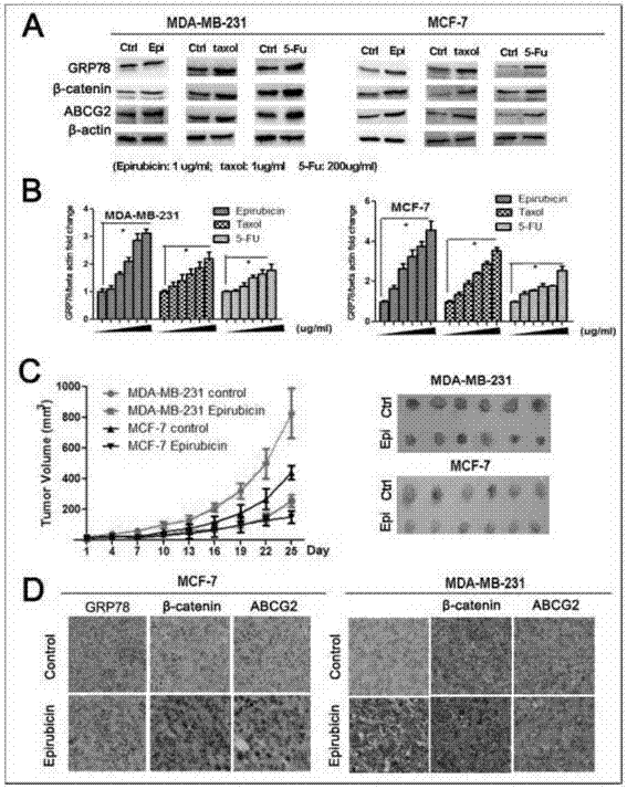 Application of GRP78 gene in drug for improving chemotherapy sensitivity of tumor stem cells