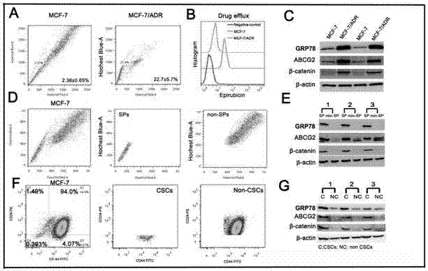 Application of GRP78 gene in drug for improving chemotherapy sensitivity of tumor stem cells