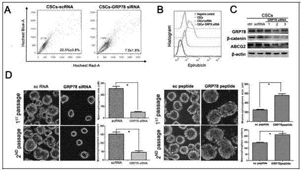 Application of GRP78 gene in drug for improving chemotherapy sensitivity of tumor stem cells