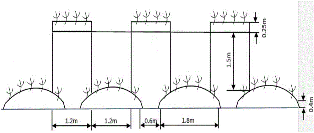 Stereoscopic cultivation facility and technology for panax notoginseng