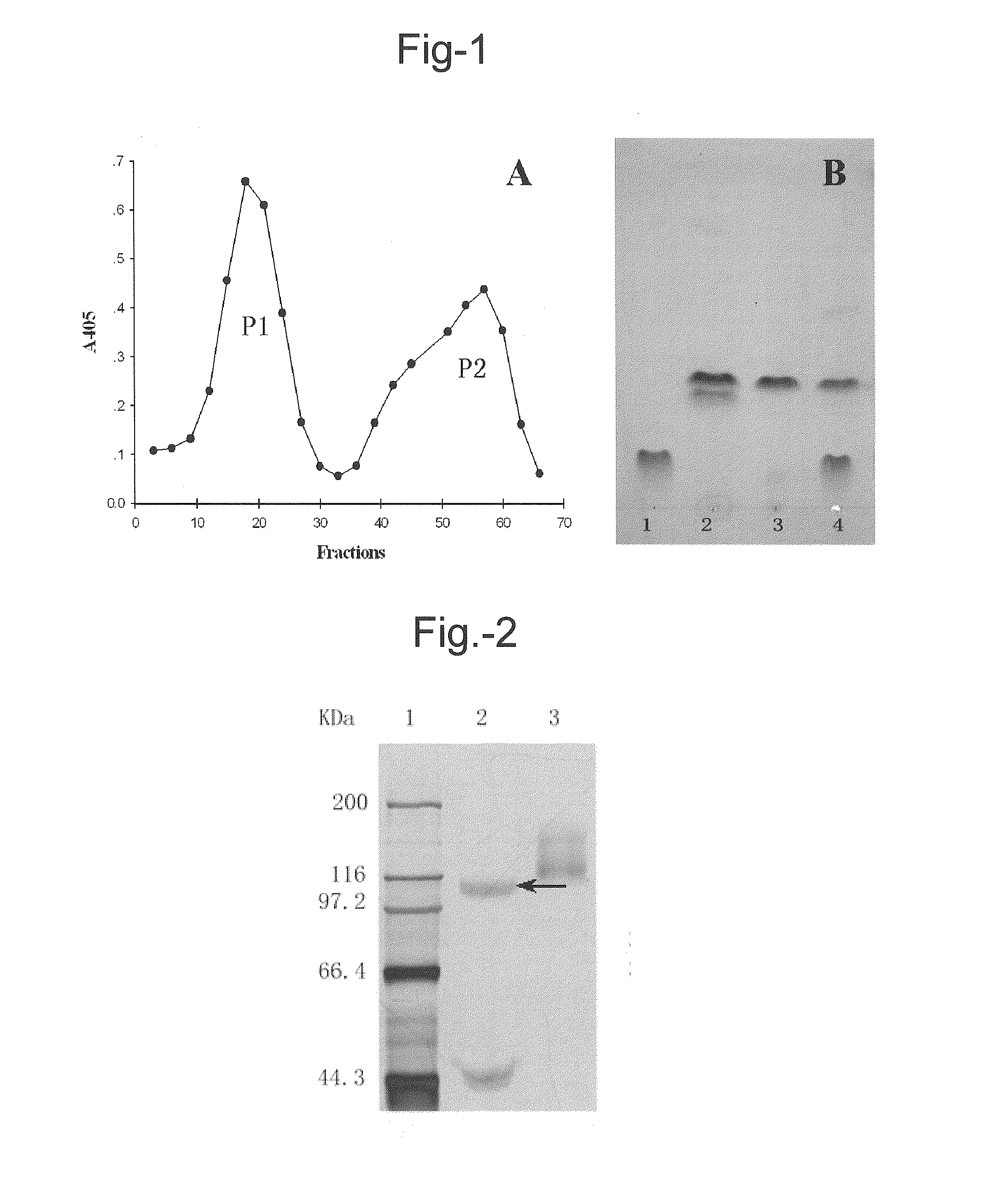 Novel glycosyl hydrolase with beta-xylosidase and beta-glucosidase activities and uses thereof