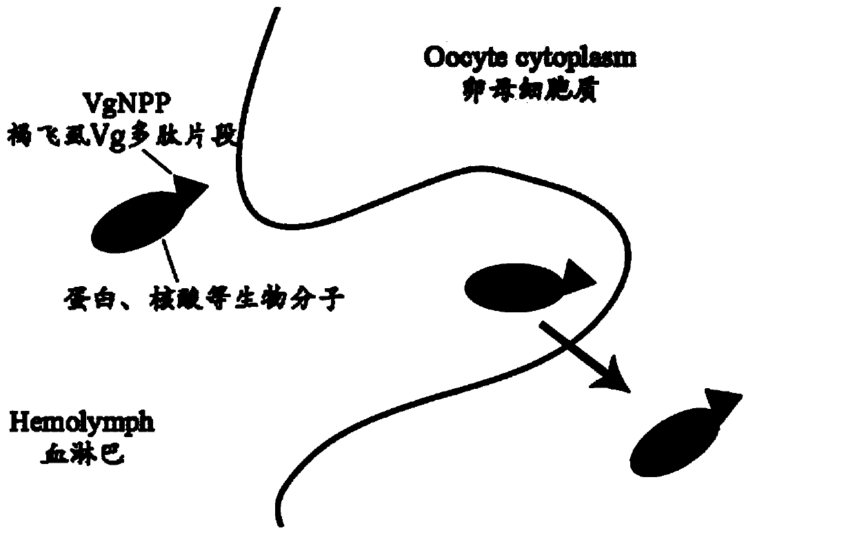 Nilaparvata lugens vitellogenin N-terminal polypeptide (VgNPP) with ovary targeting function and application of nilaparvata lugens VgNPP