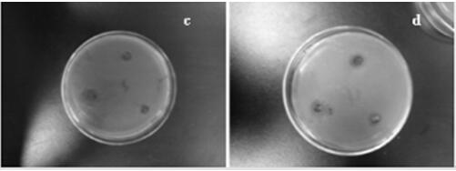 Method for synthesizing inorganic antibacterial material by taking natural plants as raw materials and application