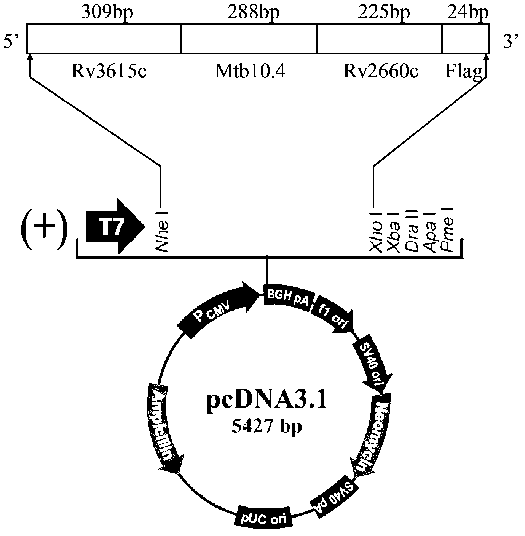 Three-antigen fusion gene vaccine of mycobacterium tuberculosis as well as preparation method and application of three-antigen fusion gene vaccine