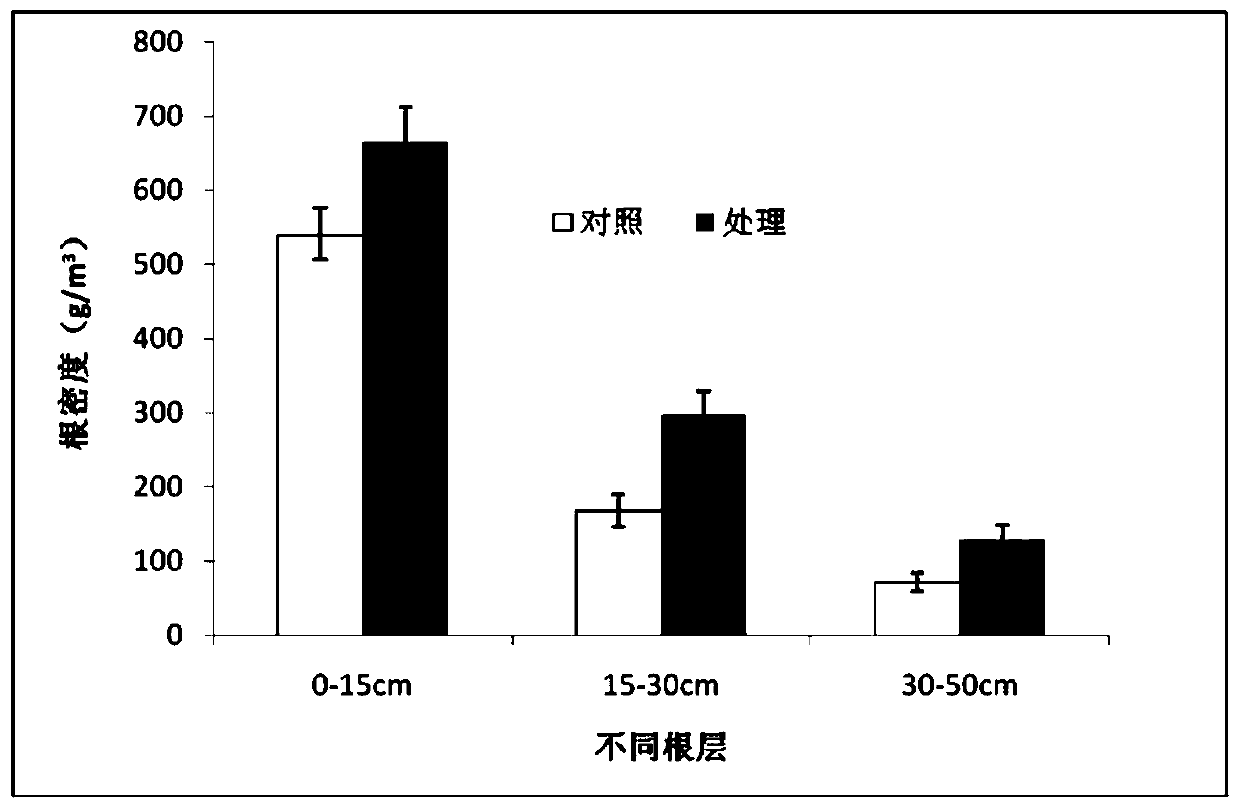 Integrated cultivation method of drip irrigation, water and fertilizer for wheat stubble summer maize under no-tillage direct seeding conditions