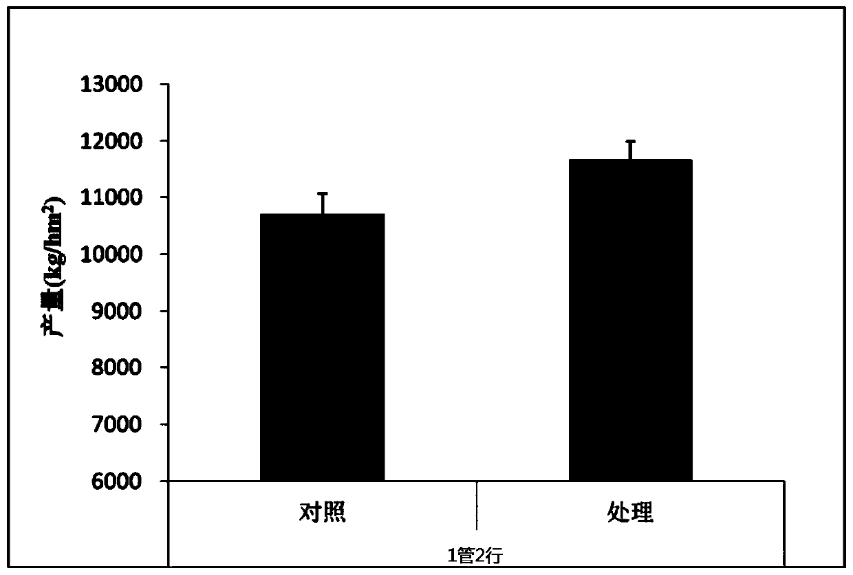 Integrated cultivation method of drip irrigation, water and fertilizer for wheat stubble summer maize under no-tillage direct seeding conditions