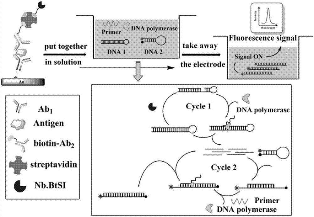 Prostate-specific antigen detection reagent and kit