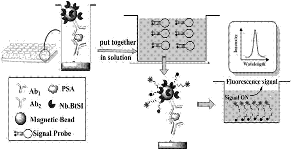 Prostate-specific antigen detection reagent and kit